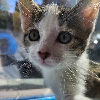 Domestic Short Hair Cats Available for Adoption in Chicago, Illinois - Jeremy Hansen | PetCurious