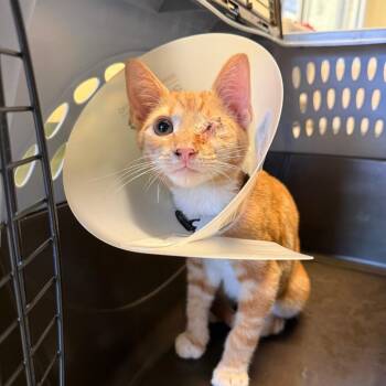 Baklava -  Domestic Short Hair Cat for Adoption - Baklava | PetCurious