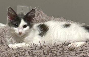 Snow White -  Domestic Long Hair and Ragdoll Cat for Adoption in Sidney, British Columbia - Snow White | PetCurious