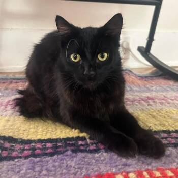 KIWI -  Domestic Long Hair Cat for Adoption in Long Beach, California - KIWI | PetCurious