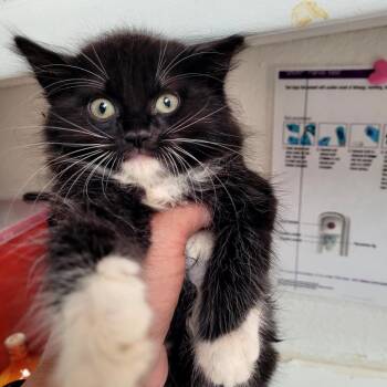 Barney -  Domestic Medium Hair Cat for Adoption in Belfair, Washington - Barney | PetCurious