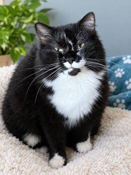Poppy -  Domestic Long Hair Cat for Adoption in Sioux Falls, South Dakota - Poppy | PetCurious