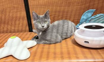 Mae -  Domestic Short Hair Cat for Adoption in Huntley, Illinois - Mae | PetCurious