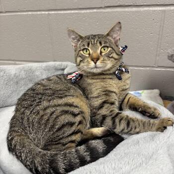 Tabby Cats Available for Adoption in Burlington, North Carolina - Wonderful Ray | PetCurious