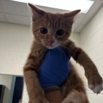 Canes -  Domestic Short Hair Cat for Adoption in Charlottesville, Virginia - Canes | PetCurious