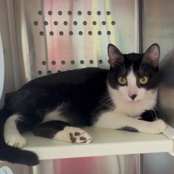 Sam -  Domestic Short Hair Cat for Adoption in Houston, Texas - Sam | PetCurious