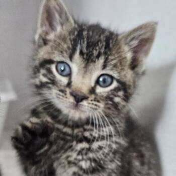Rescue Domestic Short Hair Cats for Adoption in Grinnell, Iowa - Frosting | PetCurious