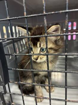 STUART -  Domestic Medium Hair Cat for Adoption in Palmetto, Florida - STUART | PetCurious