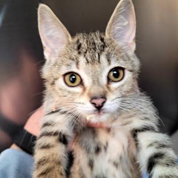 MIRANDA -  Domestic Short Hair Cat for Adoption in Belfair, Washington - MIRANDA | PetCurious