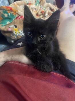 Fuzz Lightyear -  Domestic Medium Hair Cat for Adoption in Chattanooga, Tennessee - Fuzz Lightyear | PetCurious