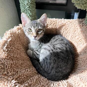 Scott the sweetheart -  Tabby and Domestic Short Hair Cat for Adoption in Burlington, North Carolina - Scott The Sweetheart | PetCurious
