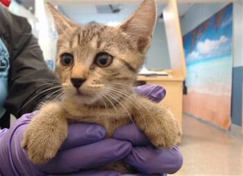 ROSE -  Domestic Short Hair Cat for Adoption in Doral, Florida - ROSE | PetCurious
