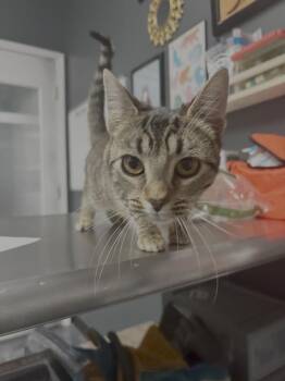 Domestic Short Hair Cats Available for Adoption - Xena 