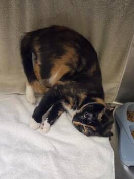 Luna -  Domestic Short Hair Cat for Adoption in Westland, Michigan - Luna | PetCurious