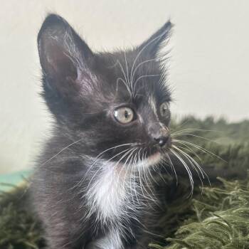 Shark Bait -  Domestic Short Hair Cat for Adoption in Las Cruces, New Mexico - Shark Bait | PetCurious