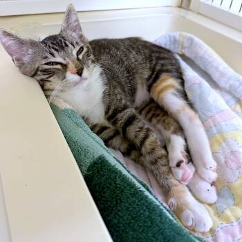 Jasper -  Domestic Short Hair Cat for Adoption in Woodinville, Washington - Jasper | PetCurious