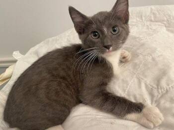 Karlos -  Domestic Short Hair Cat for Adoption in Lenexa, Kansas - Karlos | PetCurious