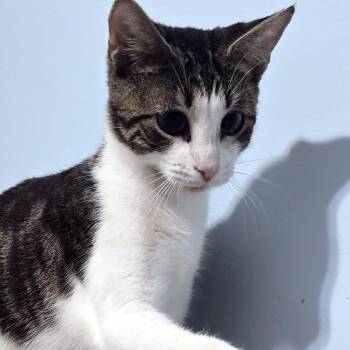 Penny -  Domestic Short Hair Cat for Adoption in Wadsworth, Ohio - Penny | PetCurious