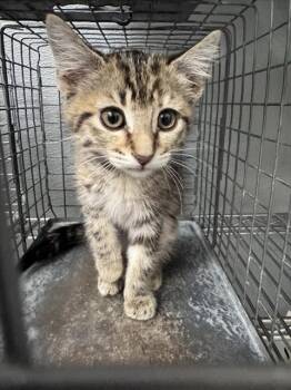 MAGGIE LOO -  Domestic Short Hair Cat for Adoption in Las Vegas, Nevada - MAGGIE LOO | PetCurious
