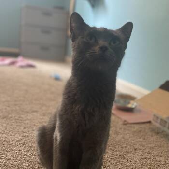 Shelly -  Domestic Short Hair Cat for Adoption in Fairfax Station, Virginia - Shelly | PetCurious