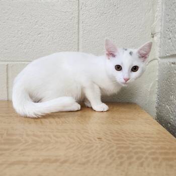 Rescue Domestic Short Hair Cats for Adoption in Monroe, Michigan - Vanilla Bean | PetCurious