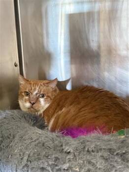 Domestic Short Hair Cats Available for Adoption in Largo, Florida - Freddy | PetCurious