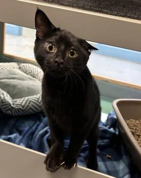 Mordecai -  Domestic Short Hair Cat for Adoption in Suffolk, Virginia - Mordecai | PetCurious