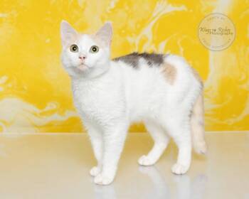 Twix - Bonded with Buzz -  Domestic Short Hair and Calico Cat for Adoption in Tuscaloosa, Alabama - Twix - Bonded With Buzz | PetCurious