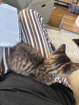 Domestic Short Hair Cats Available for Adoption in Seattle, Washington - Peanut Butter (and Jelly) | PetCurious