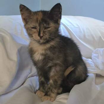 Munches -  Domestic Short Hair Cat for Adoption - Munches | PetCurious