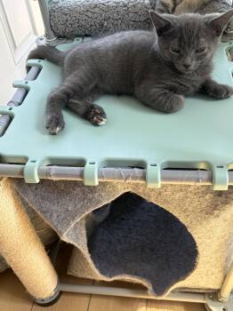 John -  American Shorthair Cat for Adoption in Bethel Park, Pennsylvania - John | PetCurious