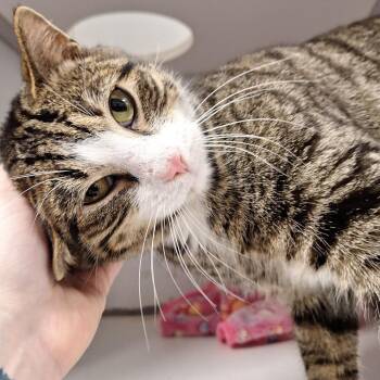 Domestic Short Hair Cats Available for Adoption - Frigid | PetCurious