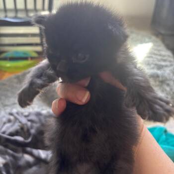 Chiffon lacy k -  Domestic Medium Hair Cat for Adoption in Natick, Massachusetts - Chiffon Lacy K | PetCurious