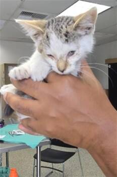 BONITA -  Domestic Short Hair Cat for Adoption in San Bernardino, California - BONITA | PetCurious