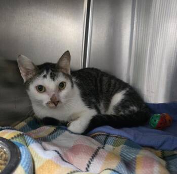 Neville -  Domestic Short Hair Cat for Adoption in Dickson, Tennessee - Neville | PetCurious