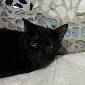Domestic Short Hair Cats Available for Adoption in Pensacola, Florida - CORNELIUS | PetCurious
