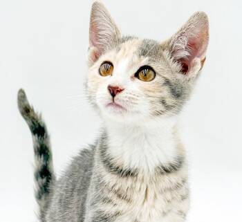 Opal is omg gorgeous - What a living doll -  Dilute Tortoiseshell and Turkish Van Cat for Adoption in Bedford Hills, New York - Opal Is Omg Gorgeous - What A Living Doll | PetCurious