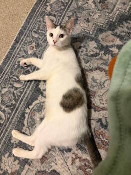 Daisy -  Tabby Cat for Adoption in San Antonio, Texas - Daisy | PetCurious