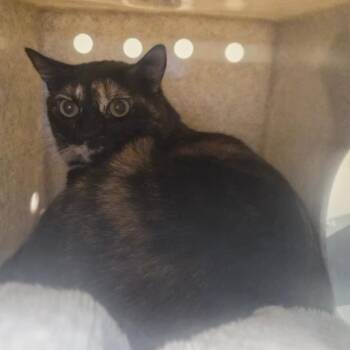 Reese -  Domestic Medium Hair Cat for Adoption in Pasadena, California - Reese | PetCurious
