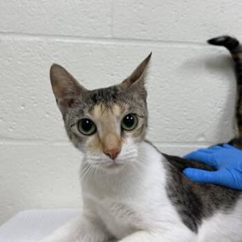Pecan -  Domestic Short Hair Cat for Adoption in Lyndhurst, Virginia - Pecan | PetCurious