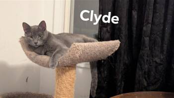 Rescue Domestic Short Hair Cats for Adoption in Kalamazoo, Michigan - Clyde | PetCurious
