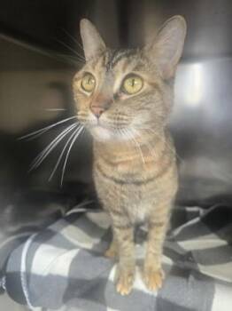 Nala -  Domestic Short Hair Cat for Adoption in Roseville, California - Nala | PetCurious