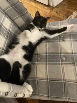 Rescue Domestic Short Hair Cats for Adoption in New York, New York - Chin | PetCurious