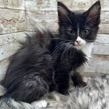Maddie -  Domestic Long Hair Cat for Adoption in Lexington, Kentucky - Maddie | PetCurious