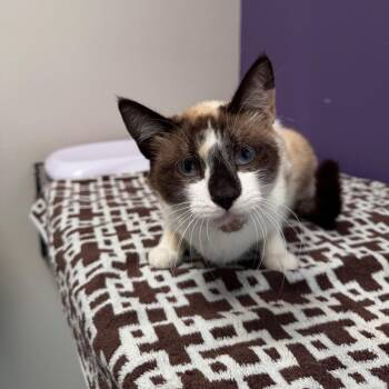 Domestic Short Hair and Siamese Cats Available for Adoption in Englewood, Florida - Vera | PetCurious
