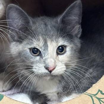 DIAMOND -  Domestic Short Hair Cat for Adoption in St. Louis, Missouri - DIAMOND | PetCurious
