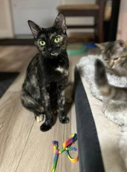 Rescue Domestic Short Hair Cats for Adoption in Head Of Saint Margarets Bay, Nova Scotia - Danu | PetCurious