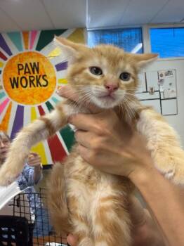 Fawn -  Domestic Short Hair Cat for Adoption in Thousand Oaks, California - Fawn | PetCurious
