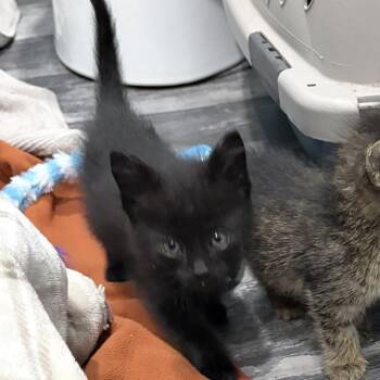 Eris -  Domestic Short Hair Cat for Adoption in Drumheller, Alberta - Eris | PetCurious