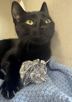 Domestic Short Hair Cats Available for Adoption in Erin, Ontario - Pandy | PetCurious
